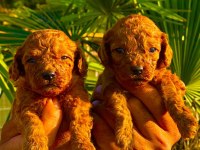 Çok sevimli toy poodle