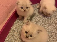 Scottish Fold Blue Point Ayı Surat Yavru