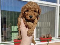 SEVİMLİ TOY POODLE YAVRULARIM