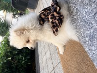 Dişi 6 aylık aşıları tam pomeranian