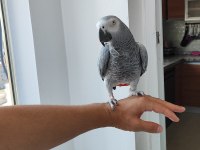 EVCİL KONUŞAN JAKO PAPAĞANI