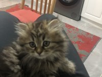 Oyuncu ve dost british longhair