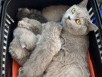 scottish fold yavru