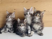 Değerini bilene XXL MAINE COON bebeklerim 