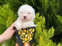 Malti̇poo Bebekleri̇mi̇z