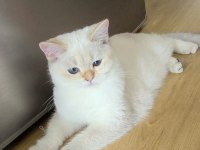 5 british shorthair golden point erkek