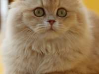 British Longhair Dişi