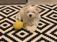 KAR BEYAZ KORE KAN TEACUP MALTESE YAVRULARIMIZ
