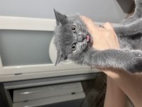 2 aylık orjinal scottish fold yavrular