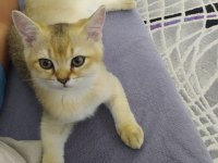 3 british shorthair afacan yuvalarını arıyor