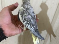 38 Günlük konuşturmalık bebek sultan papağanı
