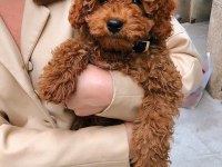 Toy Poodle Kore Kan Kg Garantili Bebek