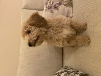 Tam 3 aylık erkek poodle 0 numara Latte yuvasını arıyor