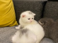 1 aylık scottish fold bebekler