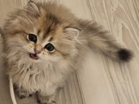 Safkan Anne ve babadan british golden longhair erkek