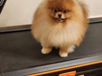 A Kalite 1 Yaş Pomeranian Boo Şecereli Al Şampiyon Ol
