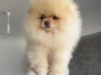 Fcı export sçr belgeli pomeranian boo yavrumuz