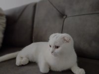 Sevimli oyuncu scottish fold minişimiz (açıklamayı okuyunuz)