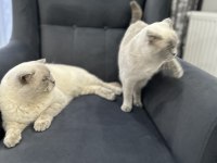 İstanbul Beylikdüzü 2 aylık scottish fold yavrularımız