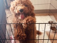 Balbadem Poodle İzmir