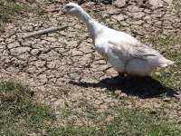 PEKİN ÖRDEĞİ 1 YAŞINDA