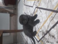 British shorthair ve scottish fold