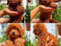ANKARA NIN EN GÜZEL TOY POODLE YAVRULARI