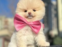 Sevimli Pomeranian Boo Yavrularımız