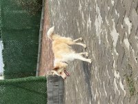 Saf kan orjinal border bebeler sadece kalite ve mutluluk