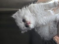 55 Günlük Erkek ve Dişi British Longhair