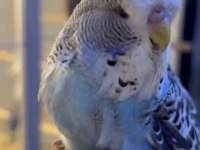 Show jumbo erkek muhabbet kuşu bebek yavru