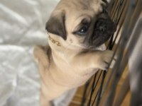 Pug mops bebekler