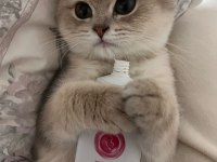 4.5 aylık dişi chinchilla