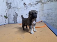 GERÇEK KURTÇUL KANGAL YAVRUSU