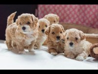 Mini mini maltipoo yavrularımız