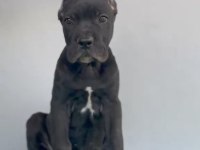 Bahçenize koruma isteyenler aradınız cane corso yavrunuz