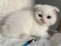 İyi huylu scottish fold