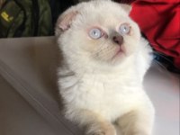 3 Yaşında Dişi Scottish Fold Blue Point