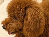 Toy poodle oğlumuz 10 aylık
