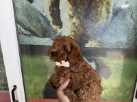 Kore dişi erkek bakımlı poodle minnoşlarımız
