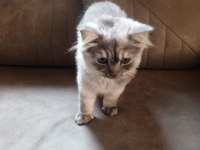 British longhair 4 aylık dişi