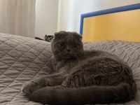 2 YAŞ SCOTTİSH KISIRLAŞTIRILMIŞ KIZIMIZA YUVA ARIYORUZ