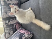 Mavi gözlü yakışıklı oğlum yeni sahibini arıyor chinchilla