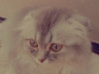 Scottish fold kedisi 3 aylık ve dişidir