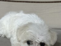 A kalite maltese terrier 3 aylık