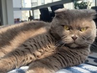 Scottish Fold Sahiplendirme