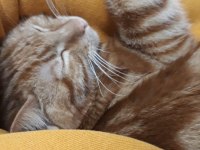 Ayaş çevresi kedi sahiplenmek isteyenler ulaşabilir
