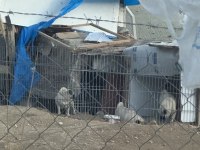 2 dişi ve 1 erkek pug