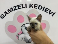 Siyam Kedisi Yavrularımız Evinizin Neşesi Olacaktır