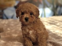 RED KIZIL MALTİPOO YAVRULARI